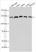 PFAS Antibody in Western Blot (WB)