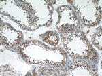 C14orf138 Antibody in Immunohistochemistry (Paraffin) (IHC (P))