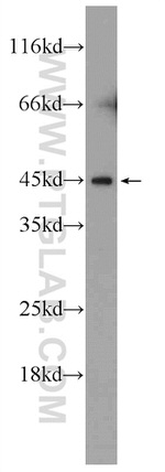C14orf138 Antibody in Western Blot (WB)