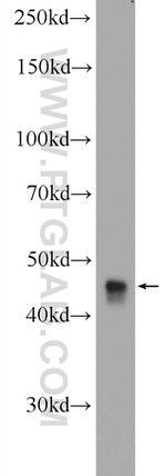 C14orf138 Antibody in Western Blot (WB)