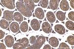 C14orf138 Antibody in Immunohistochemistry (Paraffin) (IHC (P))