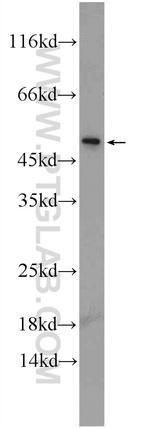 C14orf138 Antibody in Western Blot (WB)