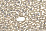 CARD10 Antibody in Immunohistochemistry (Paraffin) (IHC (P))