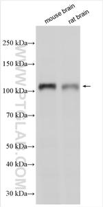 TRPC1 Antibody in Western Blot (WB)