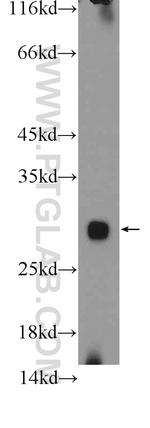 MRPL47 Antibody in Western Blot (WB)
