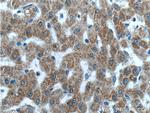FAM172A Antibody in Immunohistochemistry (Paraffin) (IHC (P))