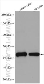 FAM172A Antibody in Western Blot (WB)