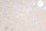 BTBD16 Antibody in Immunohistochemistry (Paraffin) (IHC (P))