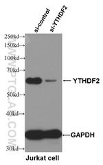YTHDF2 Antibody in Western Blot (WB)