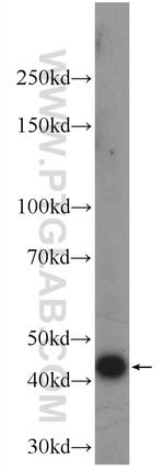 FAM8A1 Antibody in Western Blot (WB)