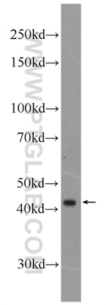 FAM8A1 Antibody in Western Blot (WB)