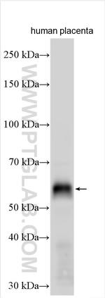 EGFL6 Antibody in Western Blot (WB)