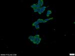 WWC2 Antibody in Immunocytochemistry (ICC/IF)