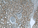 WWC2 Antibody in Immunohistochemistry (Paraffin) (IHC (P))