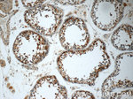 WWC2 Antibody in Immunohistochemistry (Paraffin) (IHC (P))