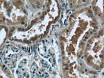 WWC2 Antibody in Immunohistochemistry (Paraffin) (IHC (P))