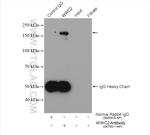 WWC2 Antibody in Immunoprecipitation (IP)
