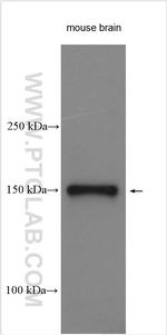 WWC2 Antibody in Western Blot (WB)