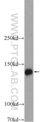 WWC2 Antibody in Western Blot (WB)