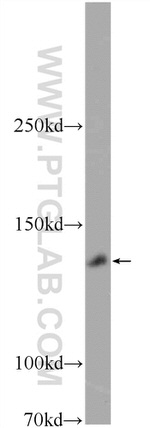 WWC2 Antibody in Western Blot (WB)