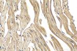 C2orf62 Antibody in Immunohistochemistry (Paraffin) (IHC (P))