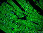 C2orf62 Antibody in Immunohistochemistry (PFA fixed) (IHC (PFA))