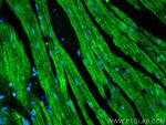 C2orf62 Antibody in Immunohistochemistry (PFA fixed) (IHC (PFA))