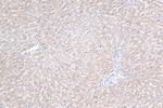 ZNF573 Antibody in Immunohistochemistry (Paraffin) (IHC (P))