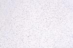 ZNF573 Antibody in Immunohistochemistry (Paraffin) (IHC (P))