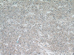 MUM1L1 Antibody in Immunohistochemistry (Paraffin) (IHC (P))