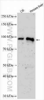 MINPP1 Antibody in Western Blot (WB)