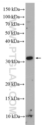 INSIG2 Antibody in Western Blot (WB)