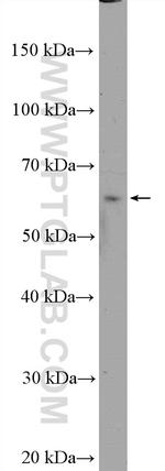 TOR1AIP2 Antibody in Western Blot (WB)