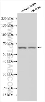 MARCHF1 Antibody in Western Blot (WB)