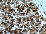Caspase 2/p18 Antibody in Immunohistochemistry (Paraffin) (IHC (P))