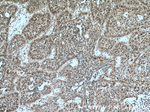 Caspase 2/p18 Antibody in Immunohistochemistry (Paraffin) (IHC (P))