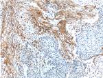 EMILIN2 Antibody in Immunohistochemistry (Paraffin) (IHC (P))