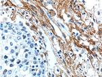 EMILIN2 Antibody in Immunohistochemistry (Paraffin) (IHC (P))