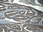 KLHL31 Antibody in Immunohistochemistry (Paraffin) (IHC (P))