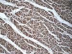 KLHL31 Antibody in Immunohistochemistry (Paraffin) (IHC (P))