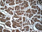 KLHL31 Antibody in Immunohistochemistry (Paraffin) (IHC (P))