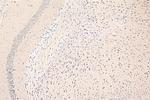 ANKS1B Antibody in Immunohistochemistry (Paraffin) (IHC (P))