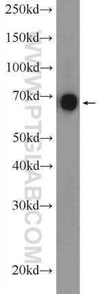 ANKS1B Antibody in Western Blot (WB)