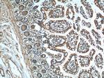 GPR128 Antibody in Immunohistochemistry (Paraffin) (IHC (P))