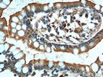 GPR128 Antibody in Immunohistochemistry (Paraffin) (IHC (P))