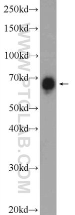 BRD9 Antibody in Western Blot (WB)