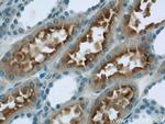 PHF14 Antibody in Immunohistochemistry (Paraffin) (IHC (P))