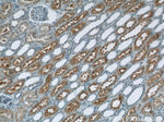 PHF14 Antibody in Immunohistochemistry (Paraffin) (IHC (P))