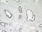 INO80C Antibody in Immunohistochemistry (Paraffin) (IHC (P))