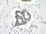 INO80C Antibody in Immunohistochemistry (Paraffin) (IHC (P))